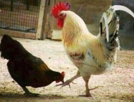 Don Pijetao postao "kum": Traži poštovanje od familije