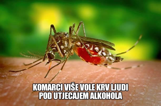 Komarci obožavaju pijance!