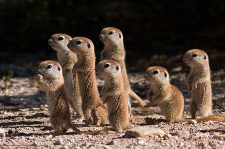 Medene bebice prerijskih pasa već pažljivo stražare