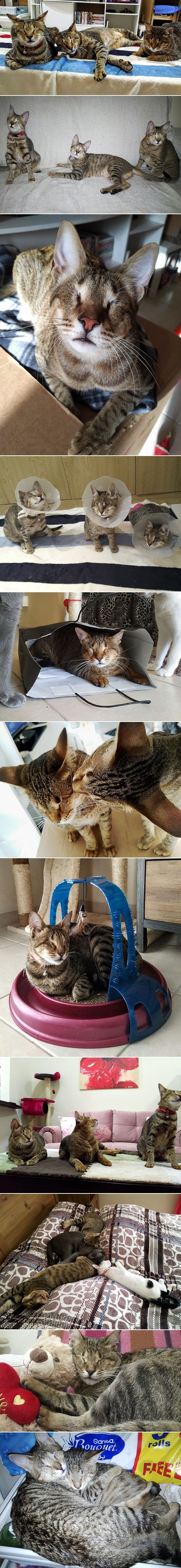 Baš nitko nije htio udomiti ove tri mace, zbog jedne tužne "mane"