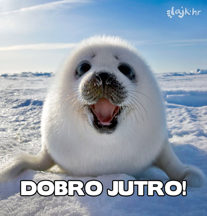 L386315-harp-seal-1.jpg
