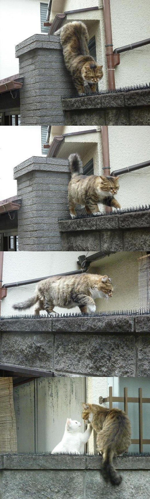 GALERIJA: Mačji Romeo i Julija su ultraromantični