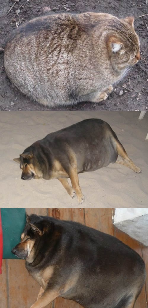 Ogromni, debeli pas i mačka žive da bi žderali