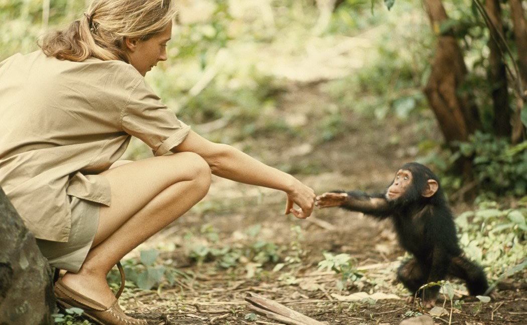 Majmunčićev prvi susret s ljudima