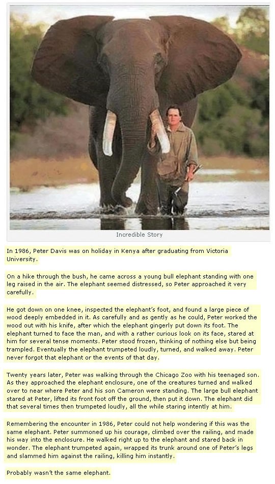 Nevjerojatna, dirljiva priča o čovjeku i slonu