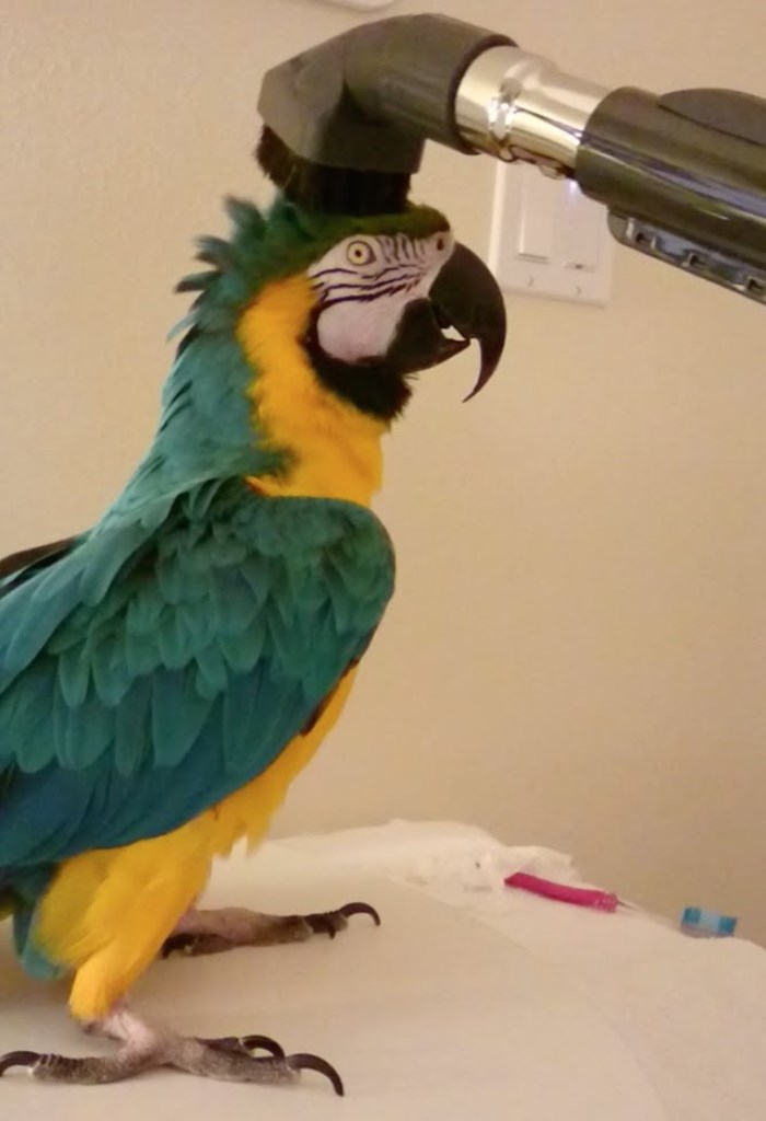 Video: Papagaj s neobičnim hobijem