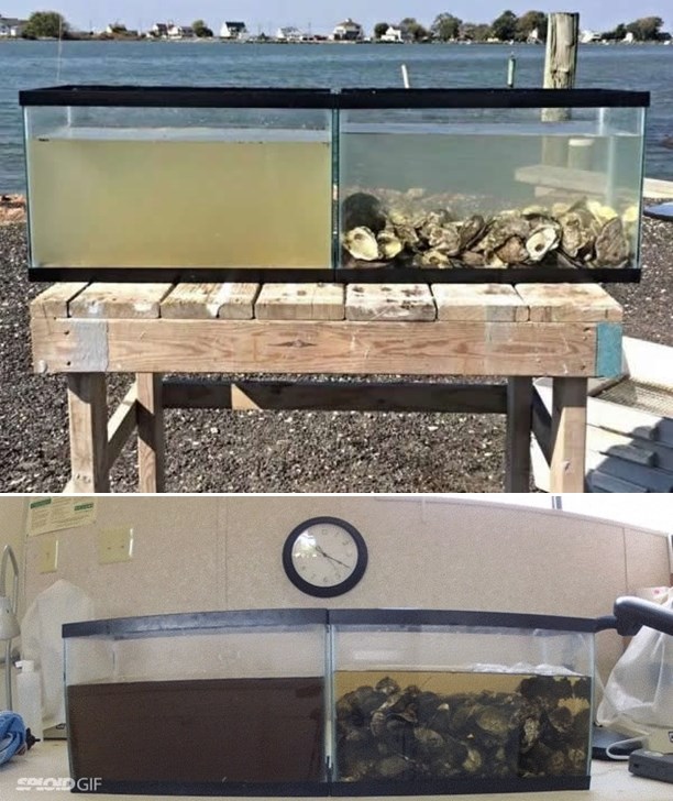 Jeste li znali: Oštrige su profići za čišćenje vode