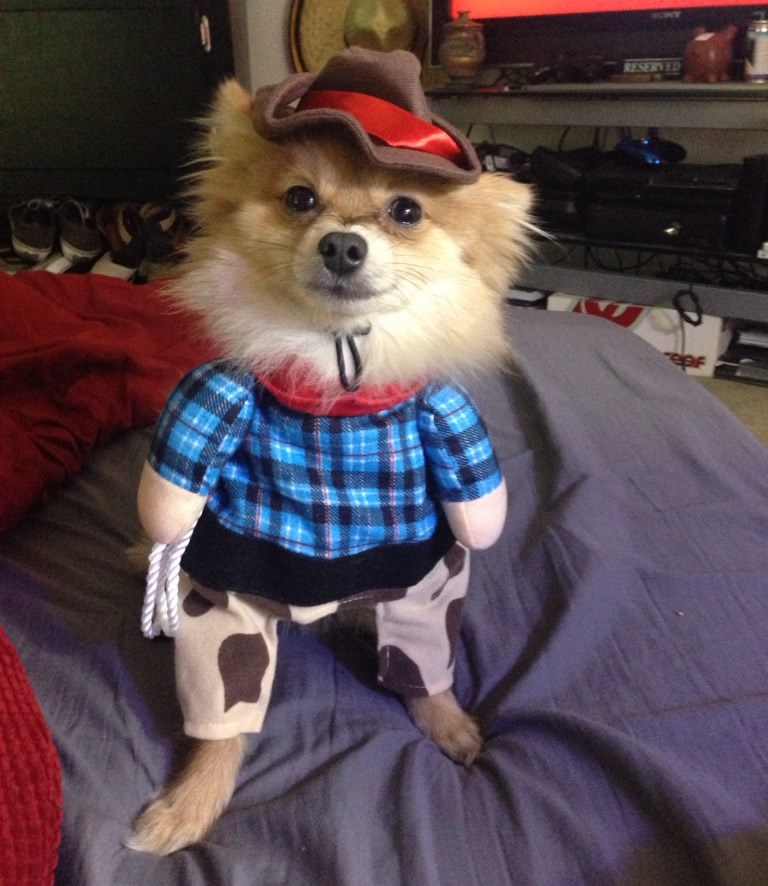 Gospođice, mogu li vam ponuditi prijevoz na svom konju?