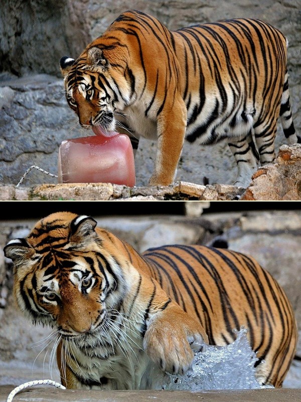 Tigar se hladi sladoledom mesne arome