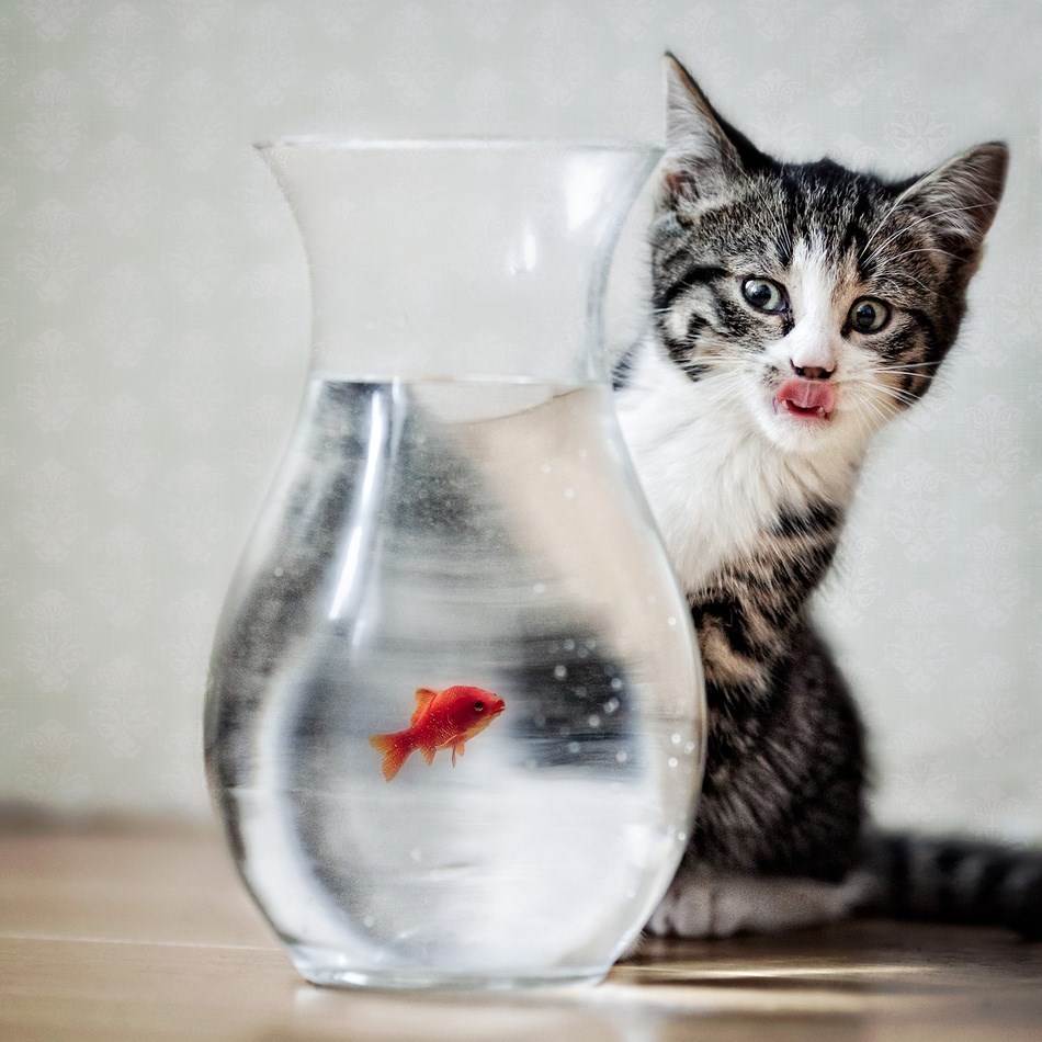 Ribice zlatna, ispuni mi želudac radije