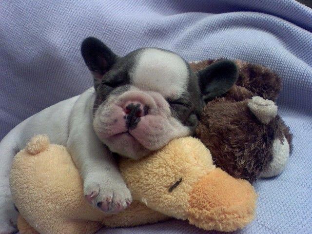 Za malenog pesu nema slađeg jastuka od njegove igračke