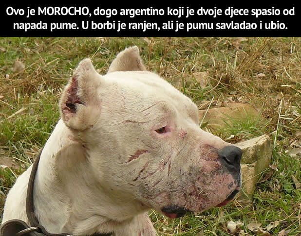 Opasni psi? Kad da život da te spasi, onda je dobar?