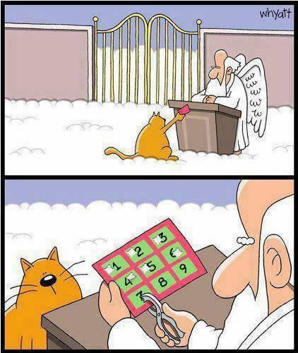 Mačke si sredile vezu u Raju