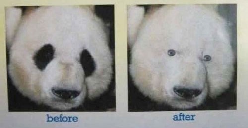 Kako bi pande izgledali bez crnih mrlja oko očiju?