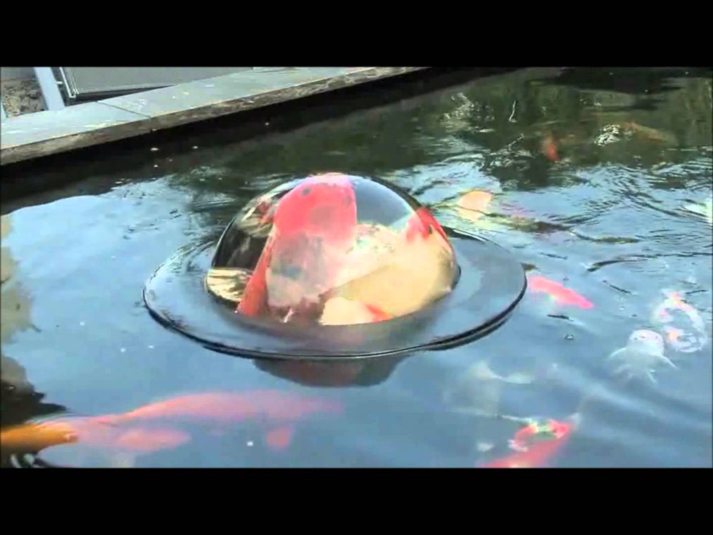 VIDEO: Plutajući "vidikovac" za ribe