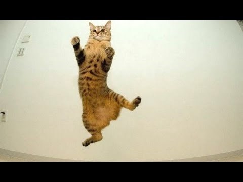 VIDEO: Najveći mačji promašaji 2016