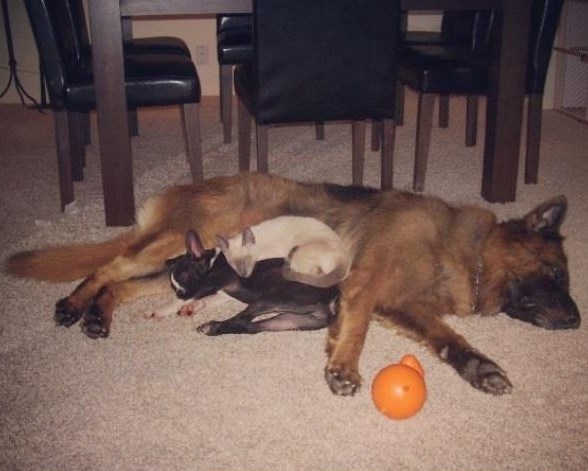 Vesela družina premorena od igre zajedno zaspala