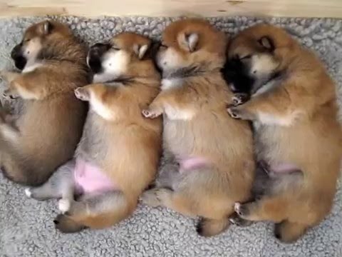 Shiba Inu bebice u zemlji snova