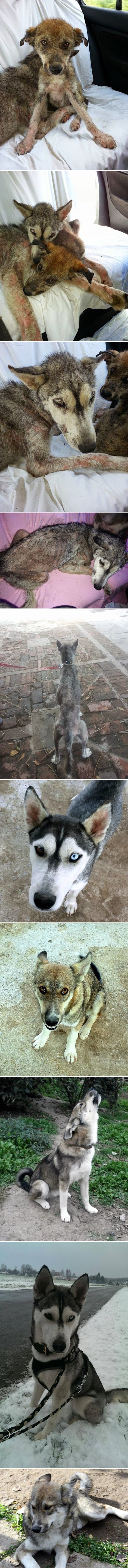 GALERIJA: Ležala je bespomoćno čekajući smrt, no njeno štene donijelo joj je spas