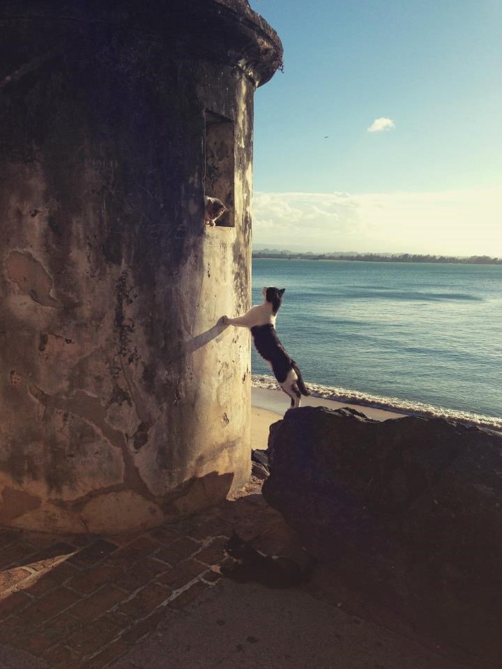 Mačji Romeo i Julia