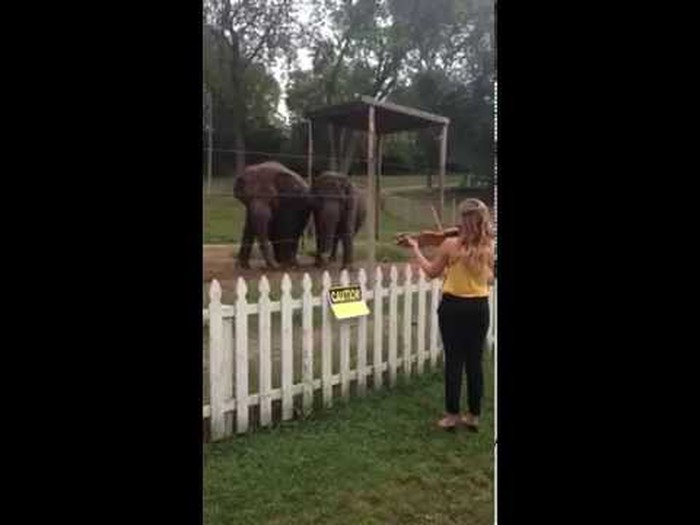 VIDEO: Violinistica zasvirala slonicama, ali nije očekivala ovakvu reakciju!