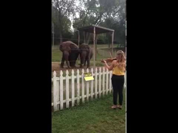 VIDEO: Violinistica zasvirala slonicama, ali nije očekivala ovakvu reakciju!