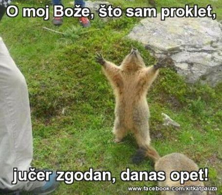 Vuco životinjskog svijeta vapi bogu zbog ljepote