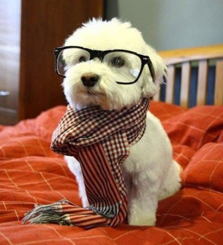 Hipster psić s osudom gleda tvoj MP3 player