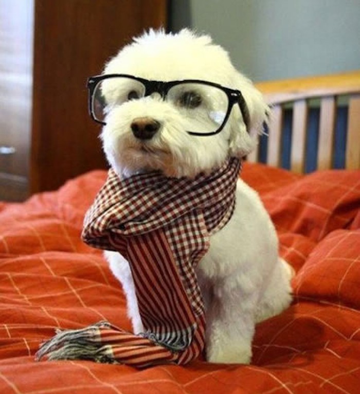 Hipster psić s osudom gleda tvoj MP3 player