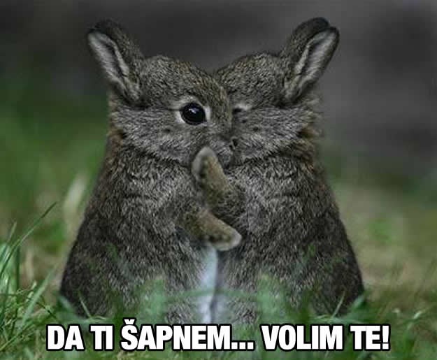 Preslatki zekonja dragoj obznanio ljubav