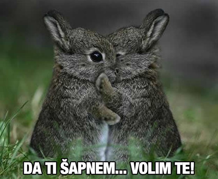 Preslatki zekonja dragoj obznanio ljubav