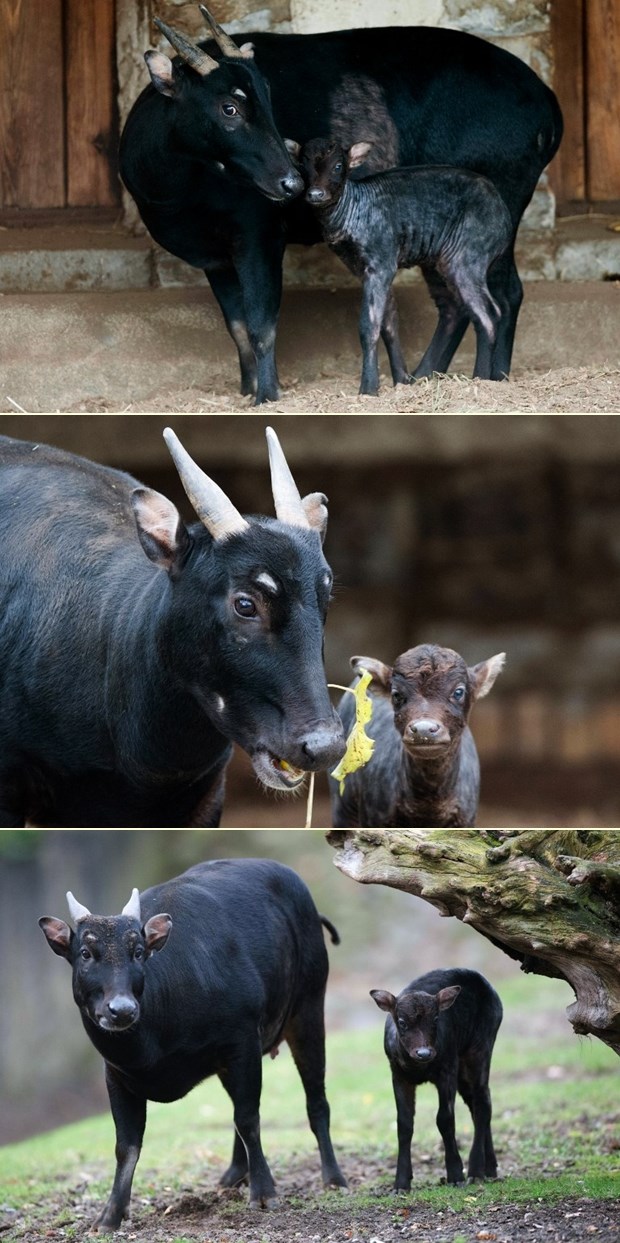Malena anoa i njena mama Cora