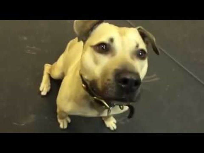 VIDEO: Nakon što spašen, ovaj pas je prvi put u životu dobio pizzu. Reakcija je urnebesna!