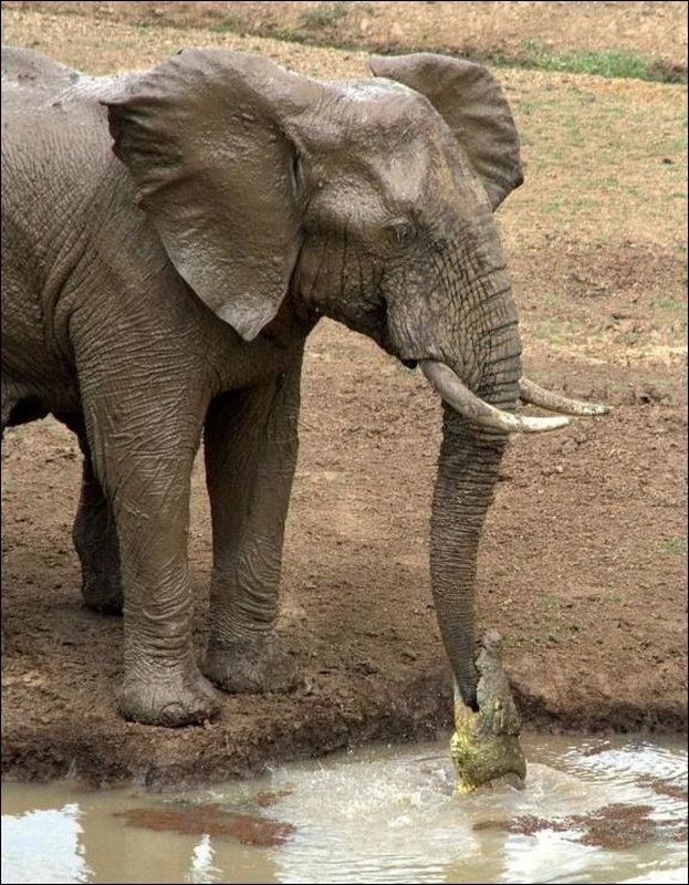 Čuj, krokač, daj pusti, razbacam te k'o đubre po vinogradu!