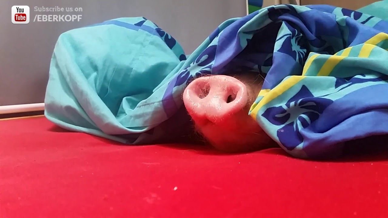 VIDEO: Beskrajno slatka svinja jede keks 