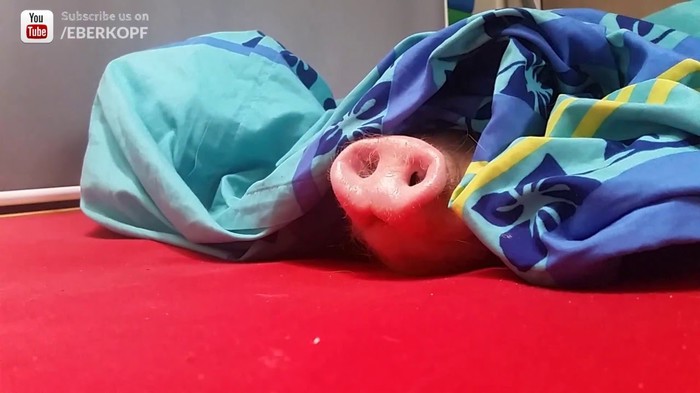 VIDEO: Beskrajno slatka svinja jede keks 
