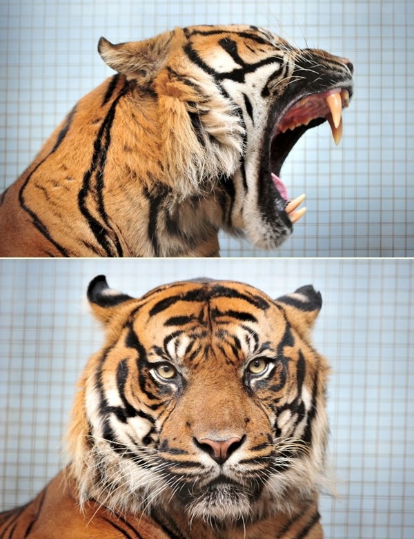 Mrzovoljni tigar Carlos pokazao zube