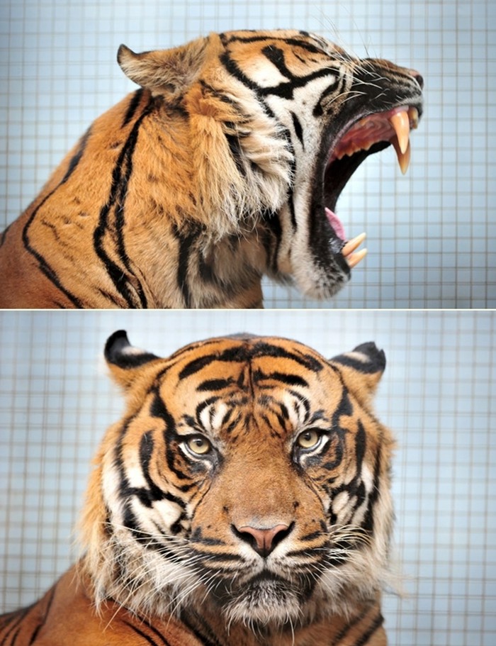 Mrzovoljni tigar Carlos pokazao zube