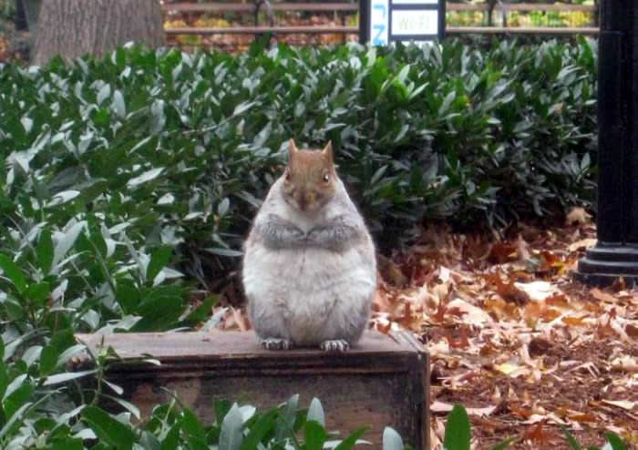 Vjeverica se usvinjila: Preživi pet zima odjednom!