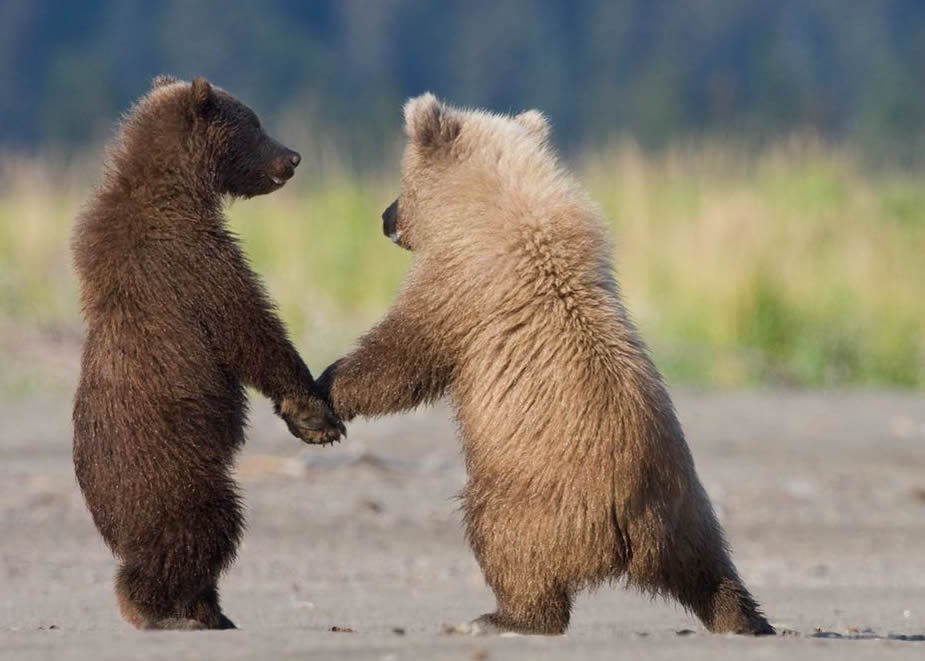 Najfrendovi šapom u šapi na igranje