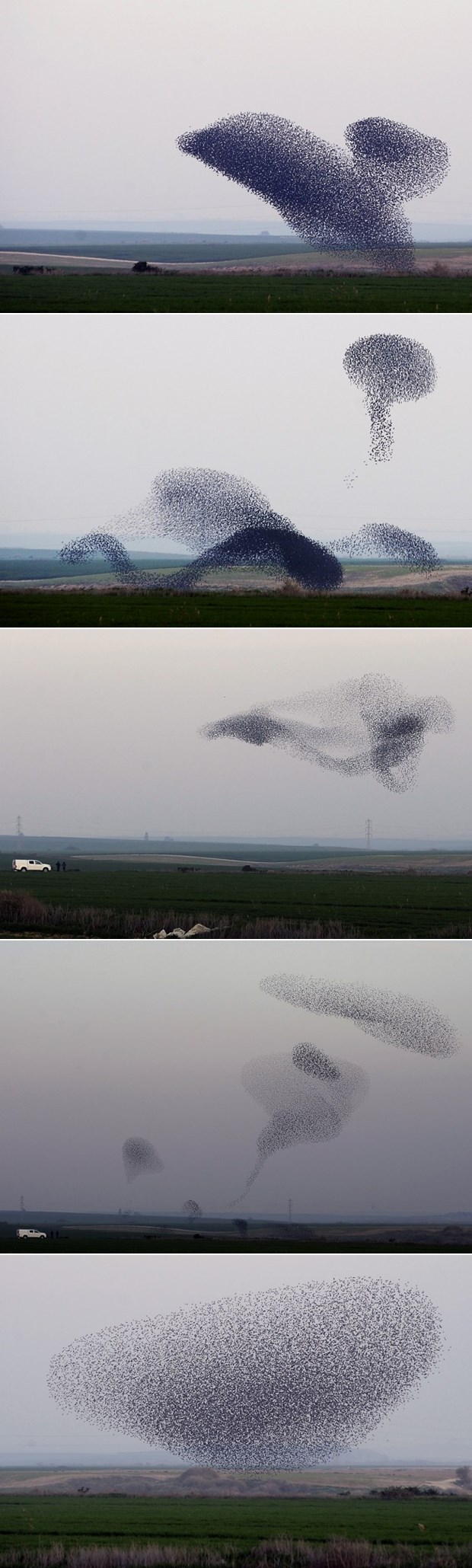 Jato čvoraka formiralo dupina