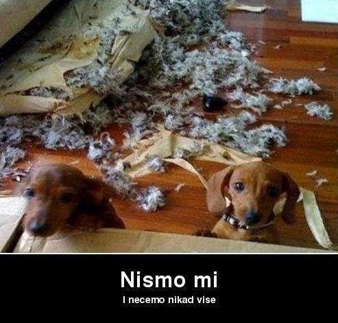 Gost je uvijek u pravu, a pas nikad nije kriv