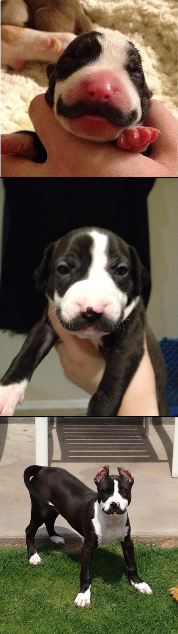 Psić se rodio s brkovima