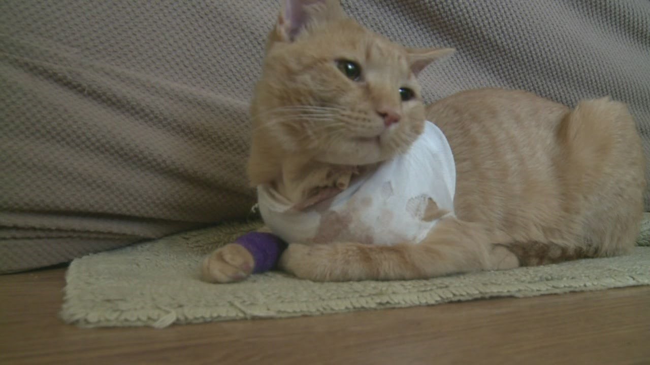 VIDEO: Mačak primio metak i spasio bebu