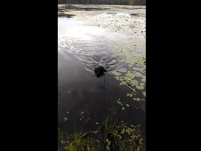 VIDEO: Pas se oteo i skočio u jezero spasiti bespomoćno malo biće