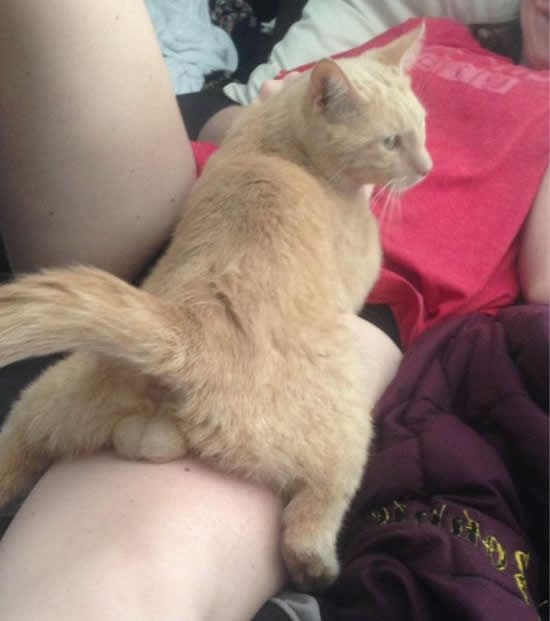 Mačak izdominirao vlasnicu!