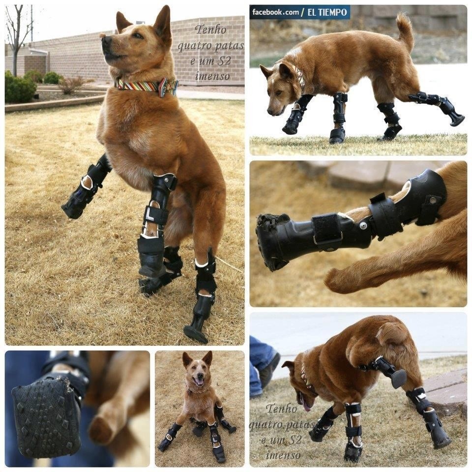 Pas dobio proteze za svaku šapicu i opet veselo trčkara!