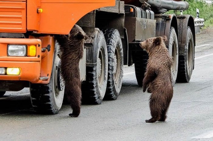 Kriza: Medvjedi se okrenuli kriminalu, pljačkaju kamiondžije