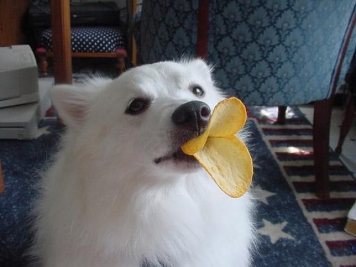 Pas usavršio duckface