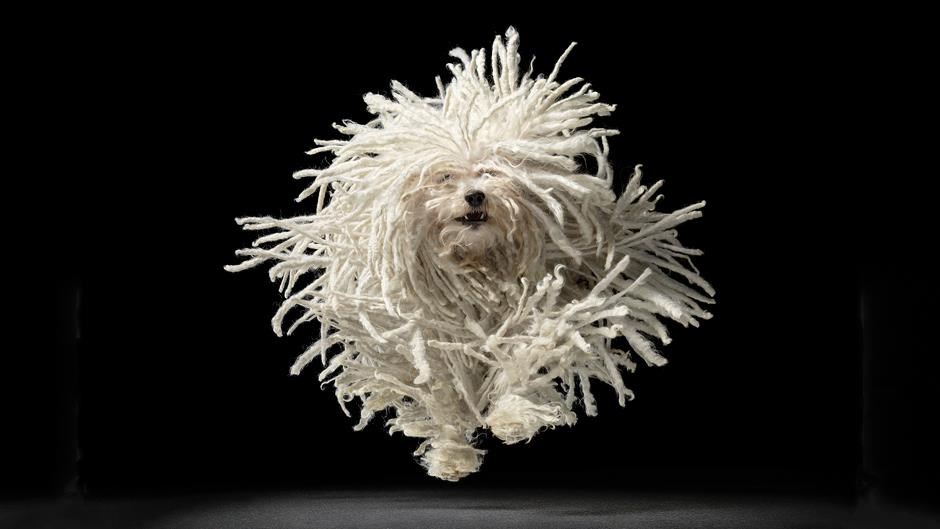 Čupavi psić s dredovima lud od veselja